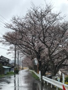 美穂　桜